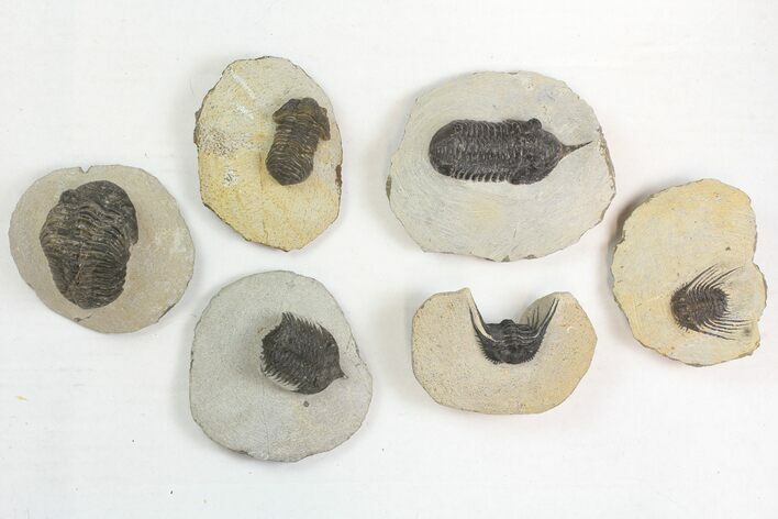 Lot: Misc Devonian Trilobites From Morocco - Pieces #138367